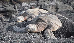 Skölpaddor på Hawaii